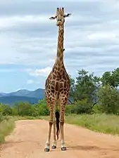 G. c. giraffa (Parc national Kruger, Afrique du Sud).