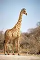 Girafe (Giraffa camelopardalis)