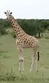 Girafe dans la réserve de Kouré.