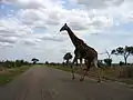 Girafe du parc Kruger.