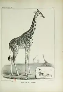 Lithographie de Pierre Langlumé illustrant un article d'Étienne Geoffroy Saint-Hilaire dans les Annales des sciences naturelles, 1827.