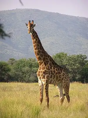 Girafe.