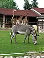 Zèbre et girafes du zoo de Moscou.