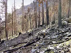 La forêt de Melaja après l'incendie de 2003.
