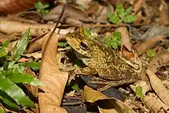 Description de l'image Gladiator treefrog Hypsiboas rosenbergi (Boulenger, 1898).jpg.