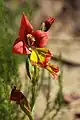 Gladiolus alatus, Afrique du Sud.