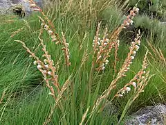 Description de l'image Gladiolus crassifolius on Mount Gorongosa.jpg.