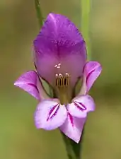 Glaïeul des moissons, Gladiolus italicus