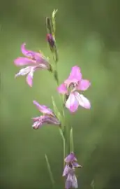 Le glaïeul d'Illyrie (Gladiolus illyricus).