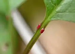 Sur un merisier, nectaires pétiolaires dont le signal visuel rouge est associé à un mutualisme de nutrition et de protection.