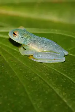 Description de l'image Glass frog CR.jpg.