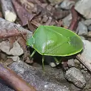 Glaucias subpunctatus (Japon).