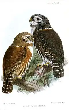 Description de l'image GlaucidiumGnomaKeulemans.jpg.