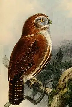 Description de l'image Glaucidium_cobanense_Keulemans.jpg.