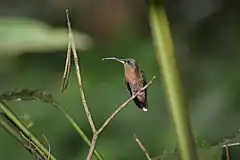 Description de l'image Glaucis hirsutus (Trinidad).jpg.