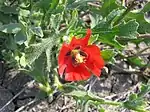 Glaucium corniculatum près de Saratov