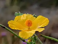 Fleur, 2+2 pétales jaunes, nombreuses étamines et stigmate
