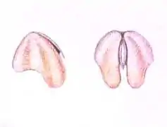 Détail du dessin précédent : à droite les mâchoires comme en position dans la masse buccale, à gauche l'une d'elles prise isolément.