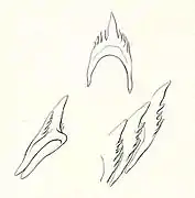 Portion de radula et dents isolées, dessinées par le zoologiste danois Rudolph Bergh (1868).
