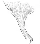 Dessin de détail du pénis, armé de son crochet corné, par Bergh (1888).