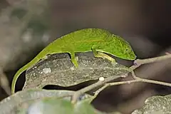 Description de l'image Glaw's chameleon (Calumma glawi) Ranomafana.jpg.