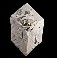  Glendonite: Calcite en pseudomorphose de Glauberite - Camp Verde, Yavapai County Arizona (7x4.2cm)