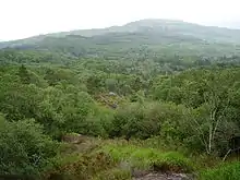 Forêt de Glengarriff, dans la péninsule de Beara, Irlande