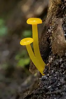 Deux gros clous jaunes un peu tordus plantés dans un tronc d'arbre.