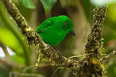 Description de l'image Glistening-green Tanager - Colombia S4E4590 (22954505840).jpg.