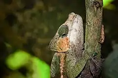 Description de l'image Globe-horned chameleon in Madagascar.jpg.