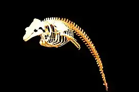 Globicephala Melas squelette.