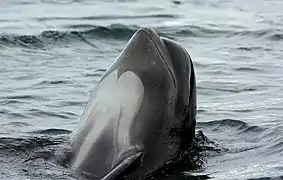 Un globicéphale sortant la tête de l'eau et montrant son plastron ventral blanc.