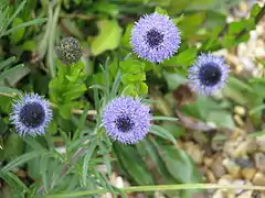 Fleurs de Globulaire commune.