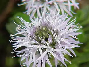 Globulaire à feuilles en cœur