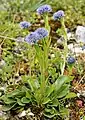 Globularia punctataGlobulaire commune