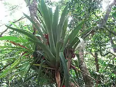 Glomeropitcairnia penduliflora