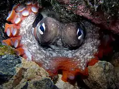 Description de l'image Gloomy Octopus-Octopus tetricus.JPG.