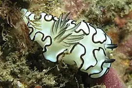 Description de l'image Glossodoris atromarginata 1.jpg.