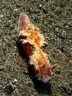 Description de l'image Glossodoris cincta (Nudibranch).jpg.