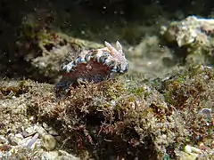 Doris à bord gris (Glossodoris hikuerensis)