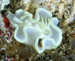 Glossodoris pallida