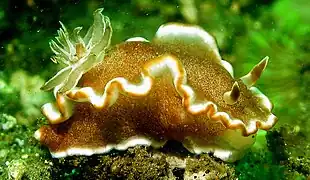 Description de l'image Glossodoris rufomarginata.jpg.