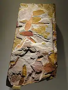 Plaque de roche sur laquelle sont conservées des feuilles de Glossopteris du Permien de la région de Dunedoo, Nouvelle-Galles du Sud, Australie. Glossopteris était largement répandue dans la partie gondwanienne de la Pangée.