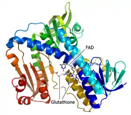 Image illustrative de l’article Glutathion réductase