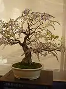 Glycine conduite en bonsaï.