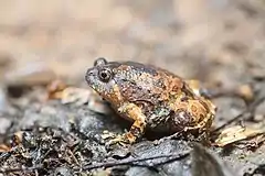 Description de l'image Glyphoglossus guttulatus, Striped spadefoot frog (subadult) - Kaeng Krachan National Park (46843250042) by Rushen.jpg.