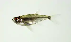 Gnathocharax steindachneri (Acestrorhynchidae)