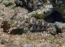 Gobie à œil rayé (Gnatholepis anjerensis)