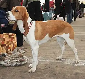 Chien courant suisse, variété schwytzoise.