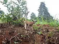 Un chevreau dans une montagne à Bakassa